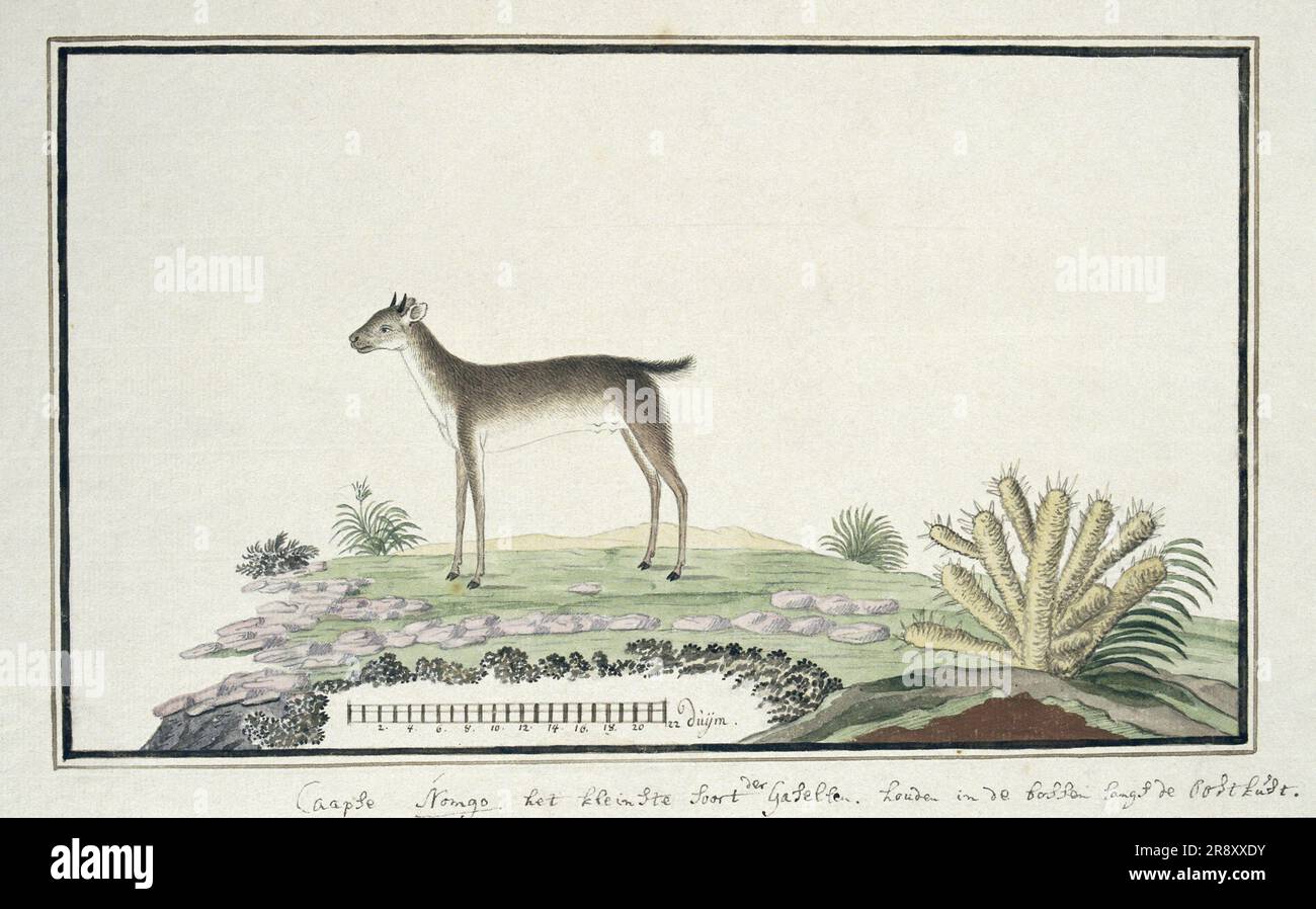 Philantomba monticola (Blauducker), 1777-1786. Stockfoto