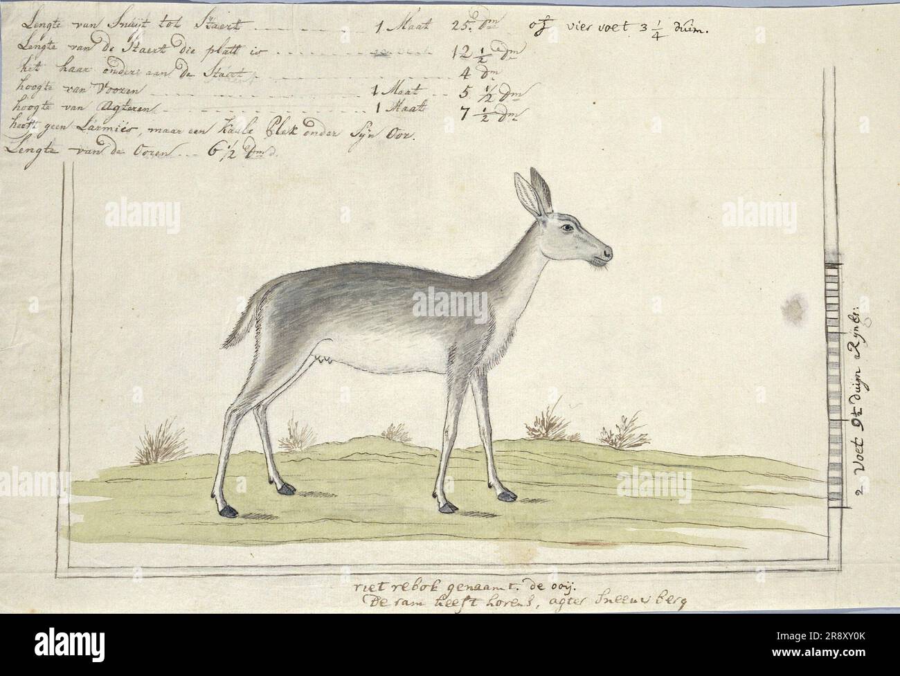 Redunca arundinum (südlicher Seehecht), 1777-1786. Stockfoto