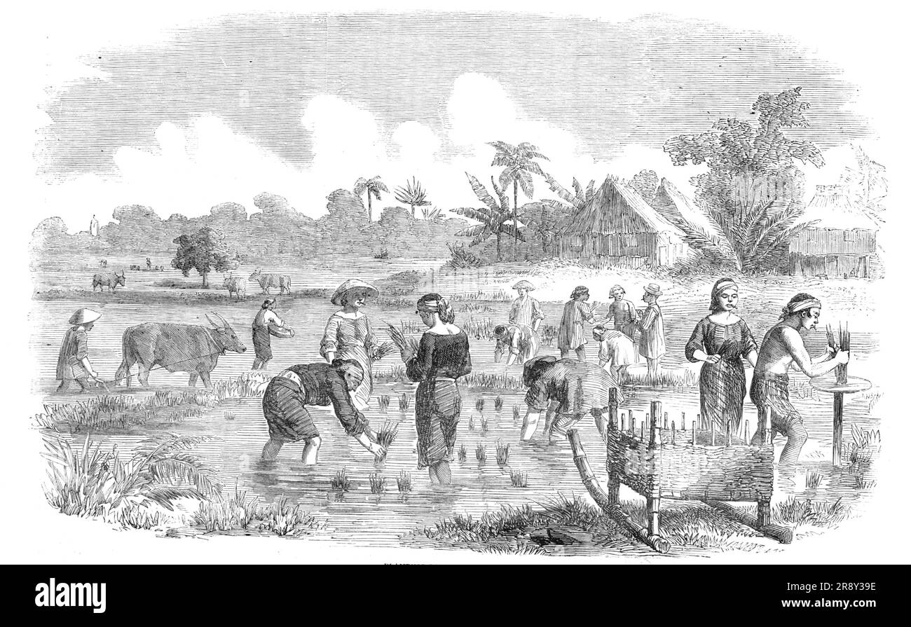 Pflanzen von Reis in Manilla, [Philippinen], 1857. Der Reisanbau hat begonnen. Wenn der Reis auf eine bestimmte Höhe gewachsen ist, wird er ausgepflanzt, die kleinen Bündel zusammengebunden, Was sie in gleicher Entfernung in die Erde legen (wenn man ein schlammiges Bett mit Wassererde nennen kann)... Es gibt immer einen kleinen Tisch mit Strohklecksen, um die gleichen Bündel zu binden. Die Frauen lassen ihre Unterkleider weg und tragen nur Tapis, da es auf den Feldern nass ist. Im Vordergrund befindet sich ein Schlitten aus Bambus - er wird in der Regel anstelle von Wagen verwendet. Ein alter Büffel pflügt in der besten Gegend Stockfoto