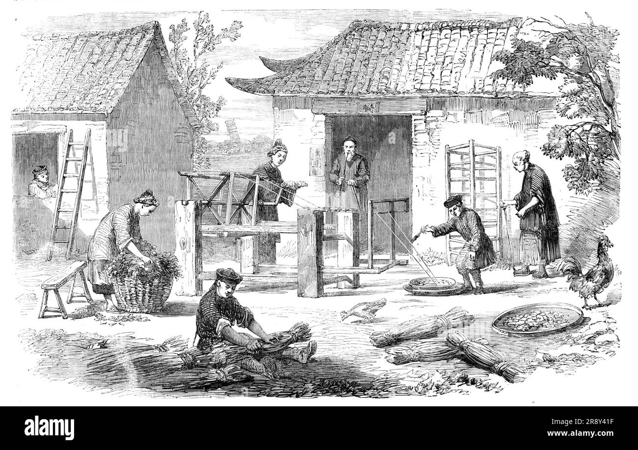 Seidenkultur in China: Herstellung von roher Seide, 1857. "Wenn die Würmer ihre Haut geworfen haben, werden sie entfernt... und bereiten ihre Drehung vor." In einer Woche nach Beginn der Spinnerei sind die Seidenkokons vollständig, Und jetzt ist es notwendig, sie in die Hand zu nehmen, bevor die Puppen zu Motten werden... die Puppen... werden getötet, indem sie in Gläser unter Salz- und Laubschichten gelegt werden, mit völligem Ausschluss von Luft. Sie werden anschließend in mäßig warmes Wasser gegeben, das die Glutinsubstanz, die die Seide aneinander bindet, auflöst, und der Filament wird beim Zurückwickeln abgewickelt Stockfoto