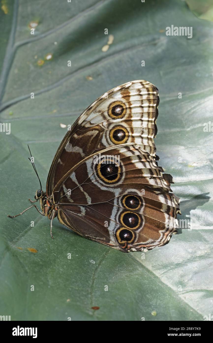 Peleides blauer Morpho-Schmetterling, geschlossene Flügel, Unterseite, Morpho peleides, Nymphalidae Stockfoto