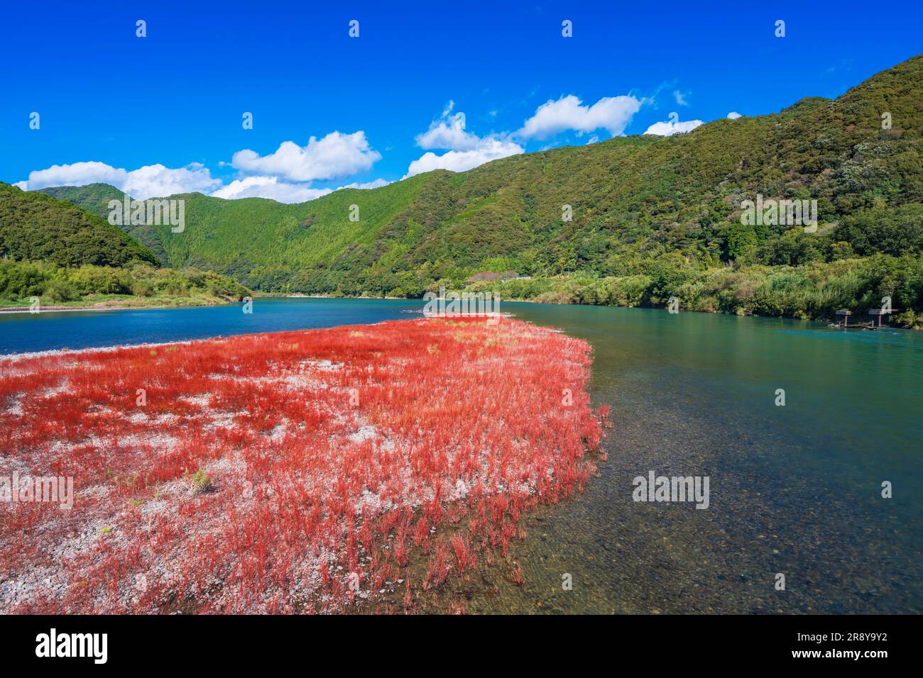 Shimanto River im Herbst Stockfoto