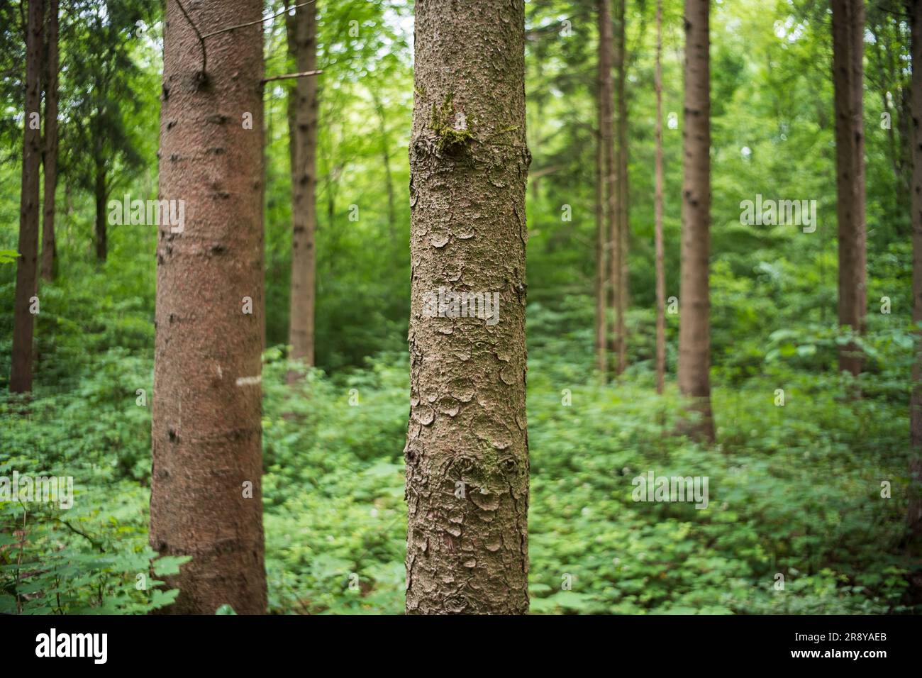 Hohe Bäume und üppige grüne Vegetation in einem Wald in Europa. Bewölkter Sommertag, keine Menschen. Stockfoto