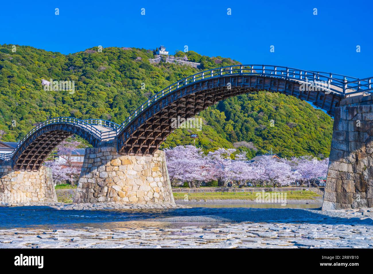 Kintai-bashi-Brücke und Kirschblüten Stockfoto