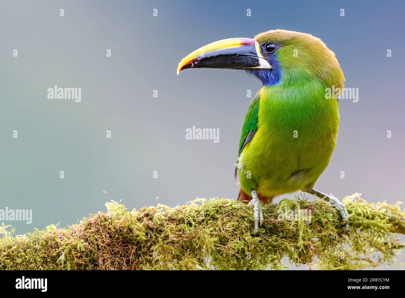 Smaragdtukan (Aulacorhynchus prasinus) von San Gerardo de Dota, im Zentrum von Costa Rica Hochland. Stockfoto