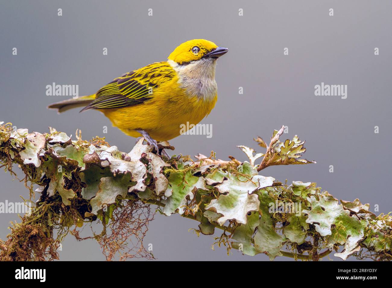 Silberkehltanager (Tangara icterocephala) aus San Gerardo de Dota, im zentralen Hochland Costa Ricas. Stockfoto