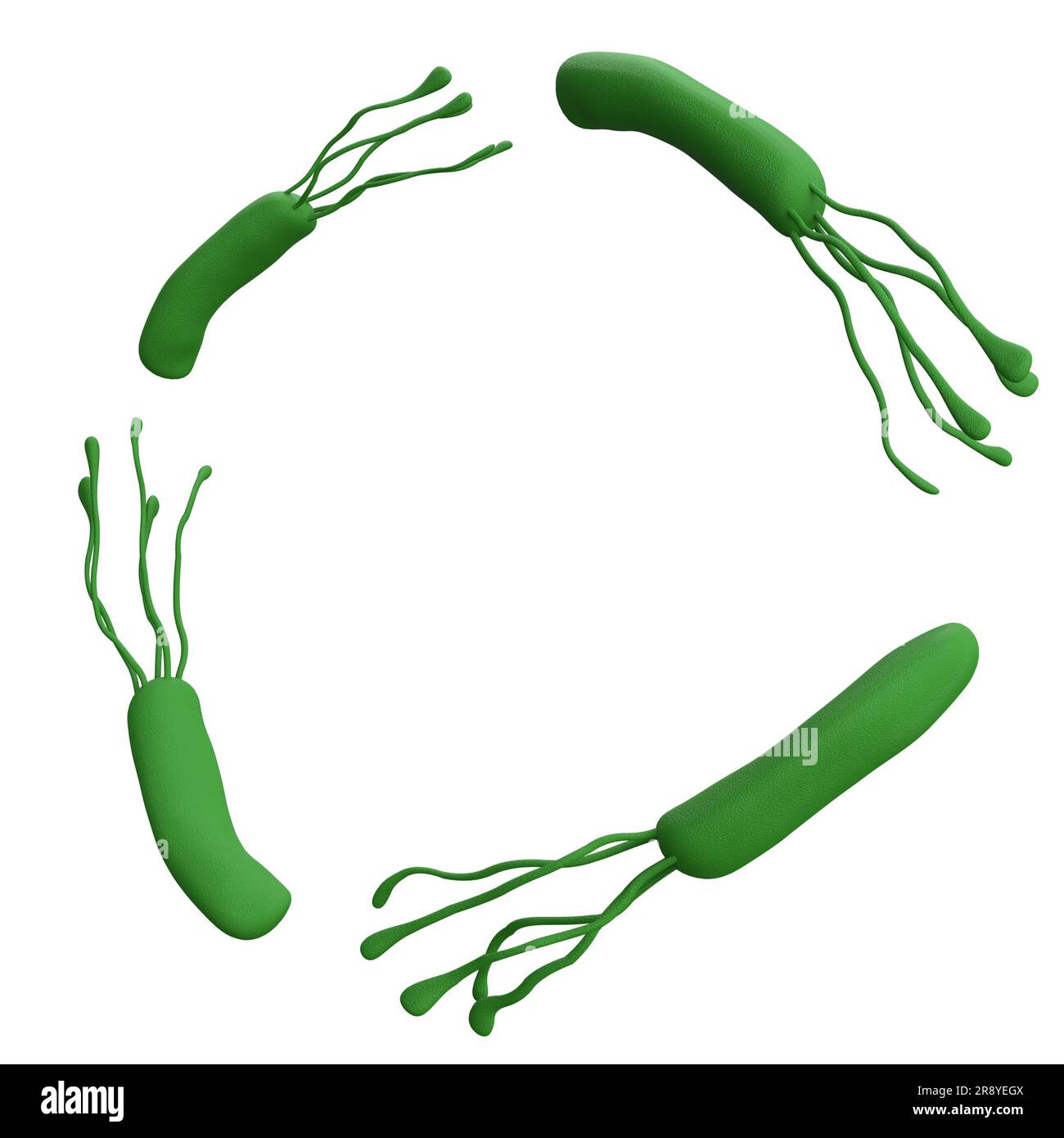 Helicobacter pylori Bacteria 3D gibt einen realistischen Rahmen mit Platzierung für Text wieder. Isoliert mit Beschneidungspfad. Mikrobiologische Gesundheit menschliche Illustration Stockfoto
