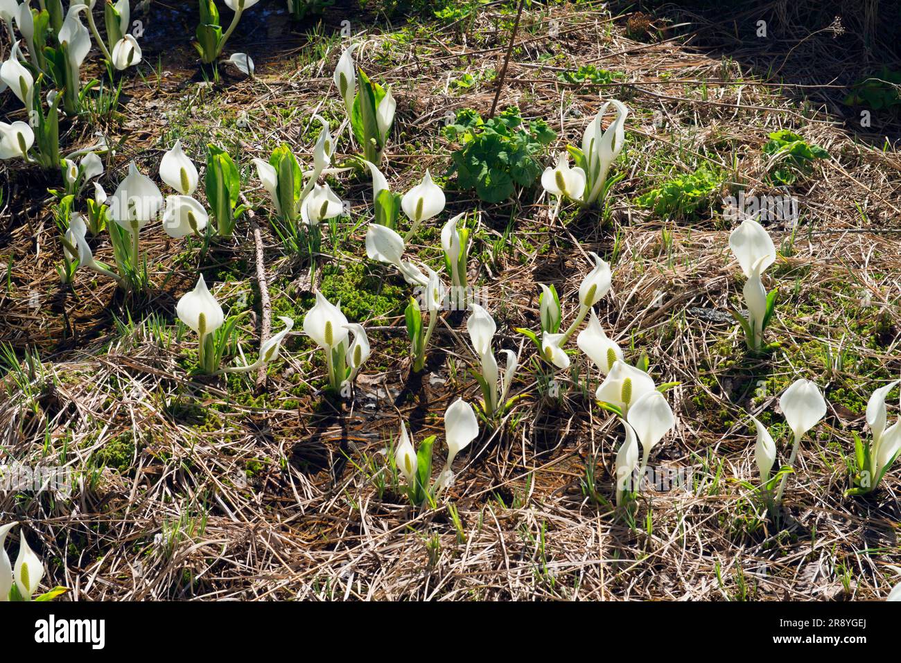 Skunk cabbage Stockfoto