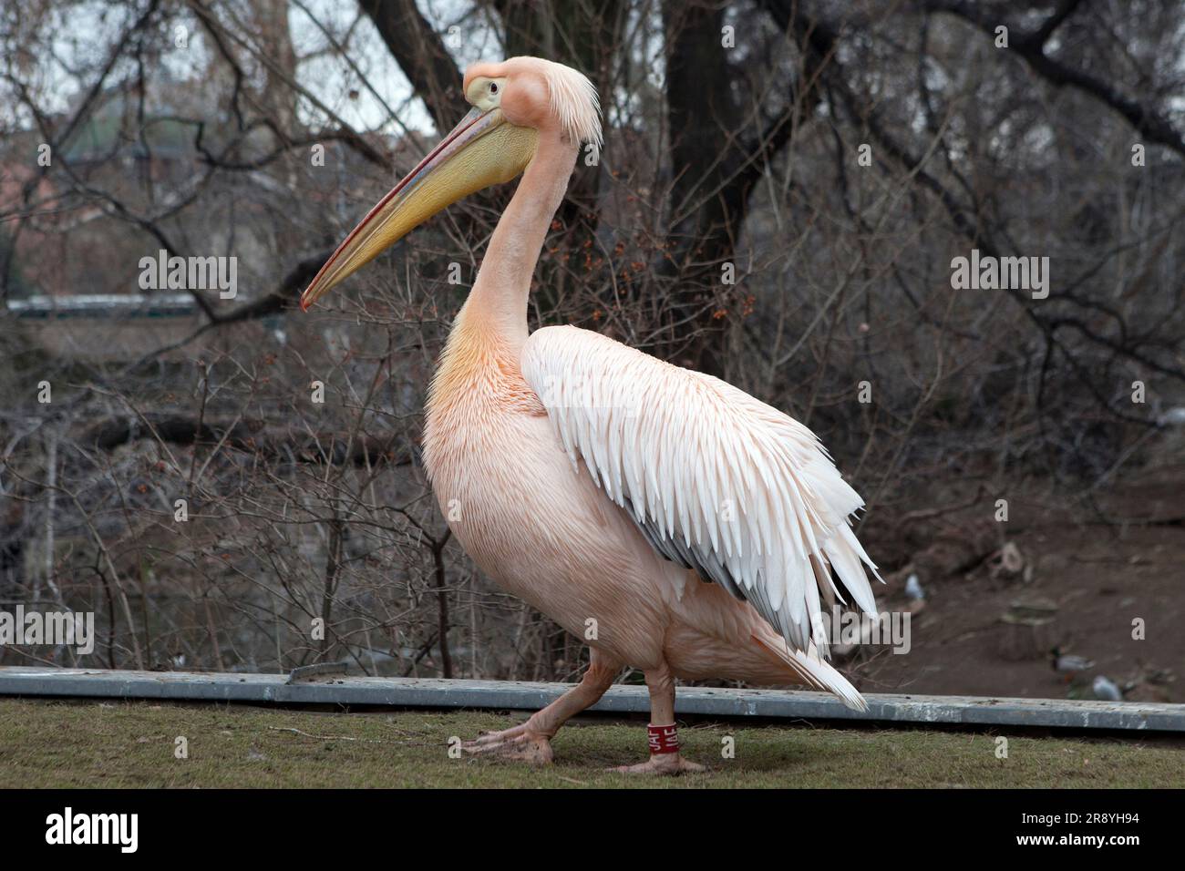 Östlicher weißer Pelikan ( Pelecanus onocrotalus) - Budapester Zoo & Botanischer Garten - Fővárosi Állat- és Növényker Stockfoto