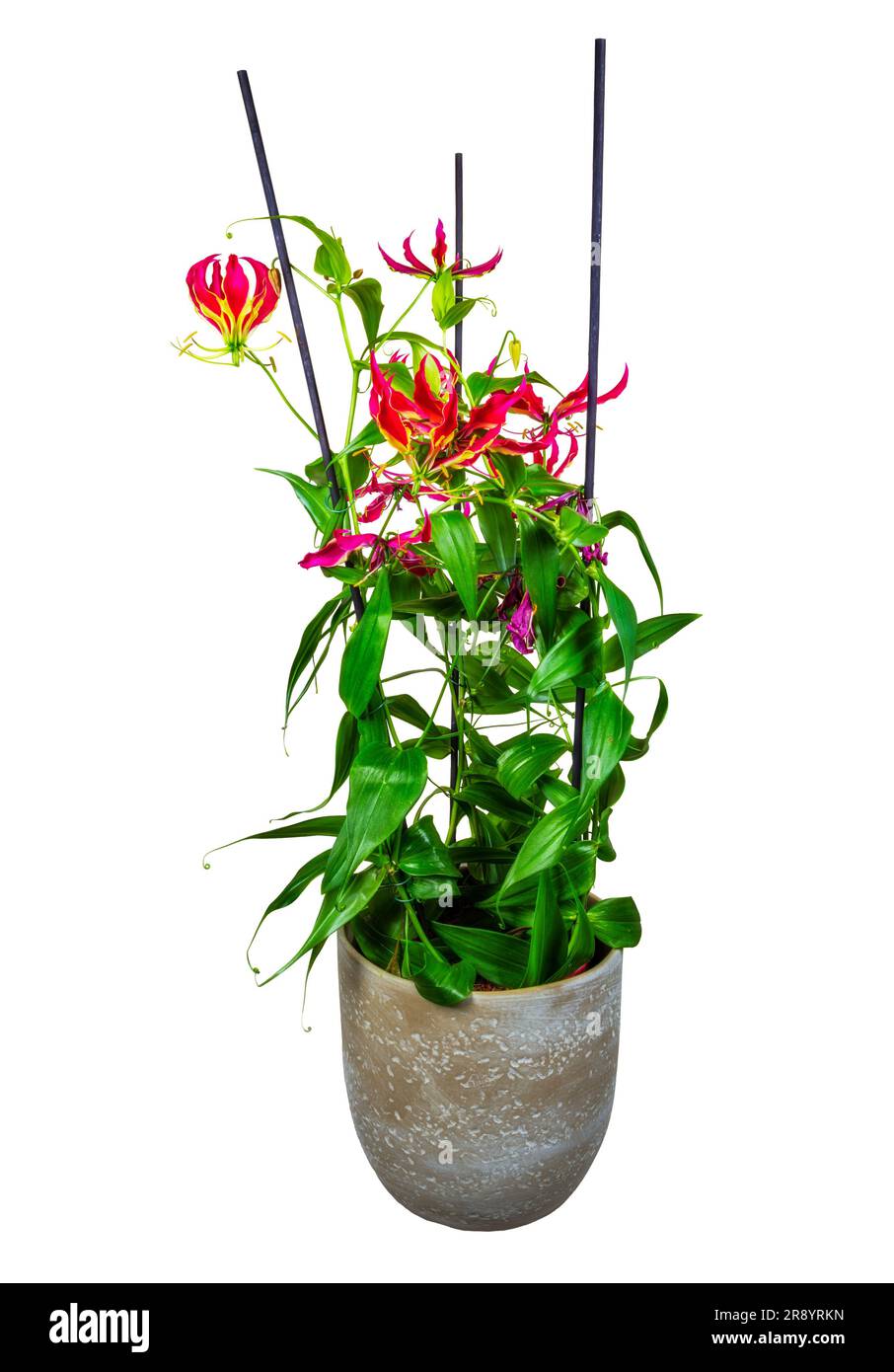 Isolierte Flammlilien-Blüten mit roten Blüten Stockfoto