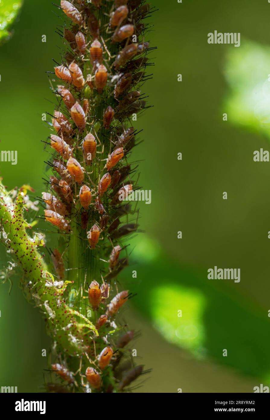 Makro einer Blume, die voll von Läusen ist Stockfoto