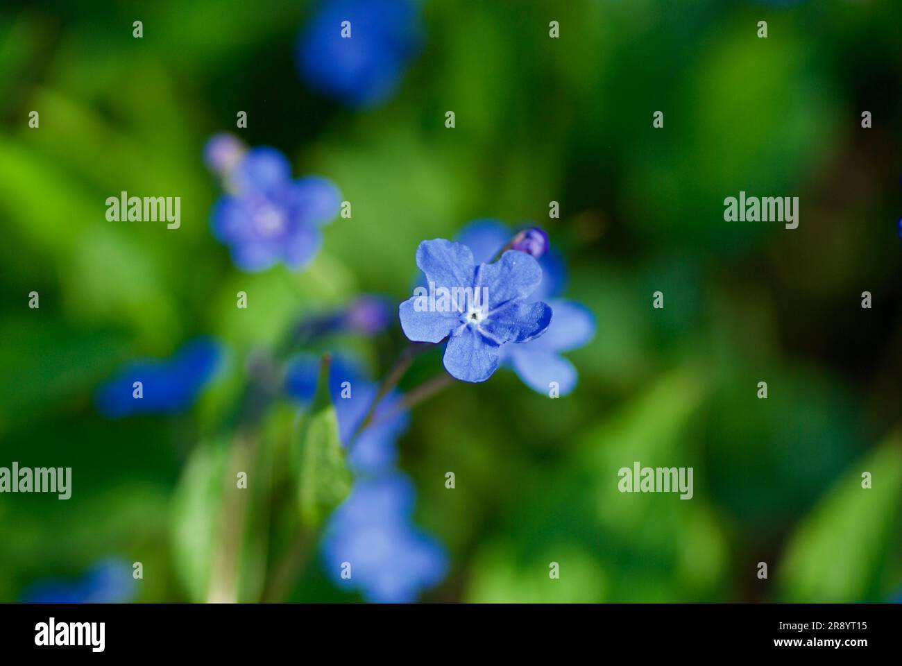 Leuchtend blaue Blumen namens Blauäugige Maria im Blumenbeet im Frühling. Stockfoto