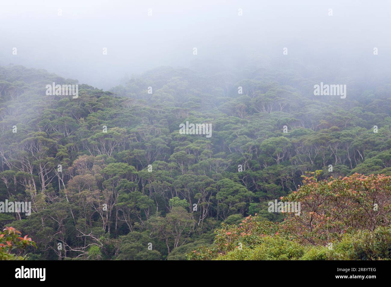 Yanbaro Tree Yanbaru no mori -Fotos und -Bildmaterial in hoher Auflösung – Alamy