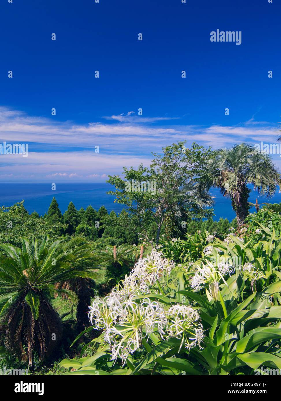 Toi Cape mit Krinumblüten Stockfoto