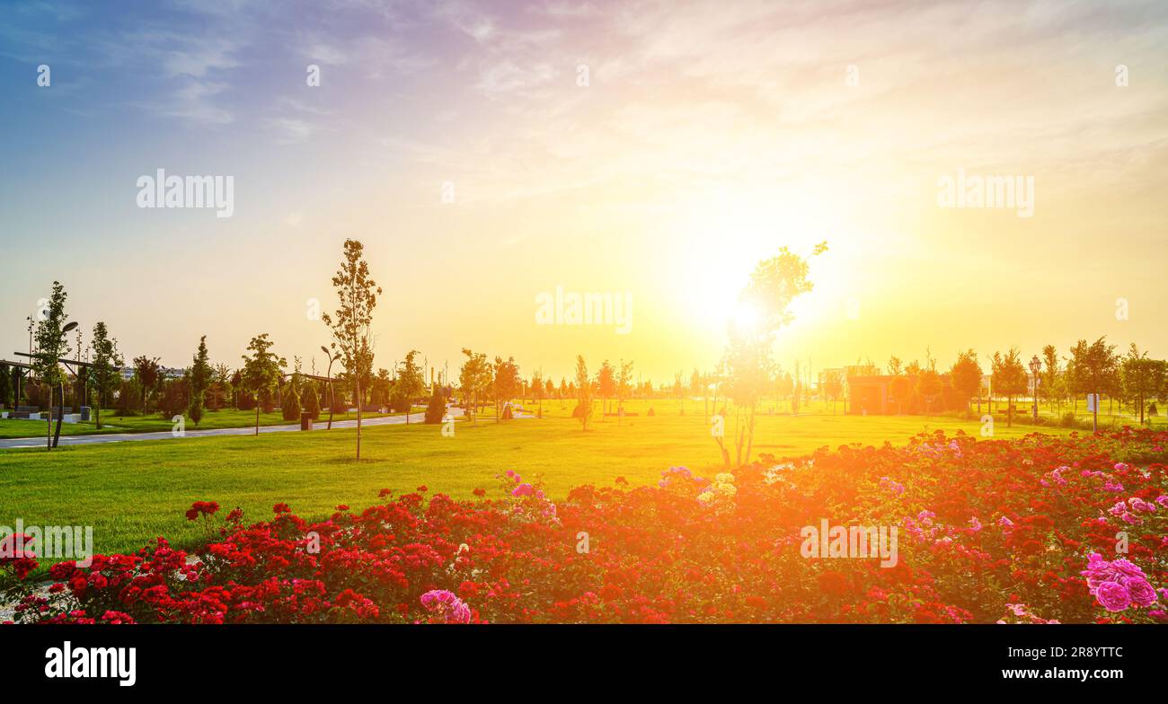 Stadtpark im Frühsommer oder Frühling mit roten, blühenden Rosen im Vordergrund und bewölktem Himmel bei Sonnenuntergang oder Sonnenaufgang im Sommer. Landschaftsbau. Stockfoto