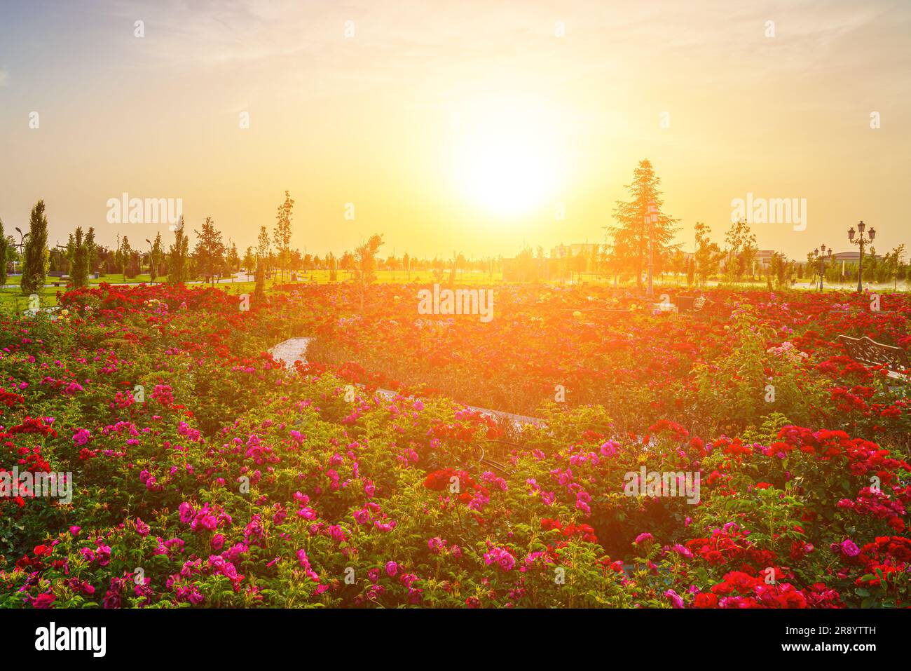 Stadtpark im Frühsommer oder Frühling mit roten, blühenden Rosen im Vordergrund und bewölktem Himmel bei Sonnenuntergang oder Sonnenaufgang im Sommer. Landschaftsbau. Stockfoto