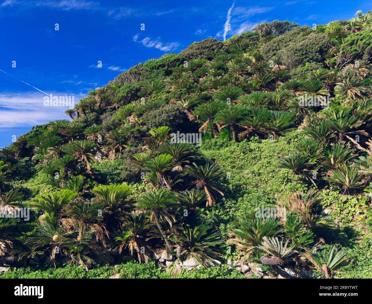 Natürlicher Lebensraum für Zykaden, Cape Toi Stockfoto