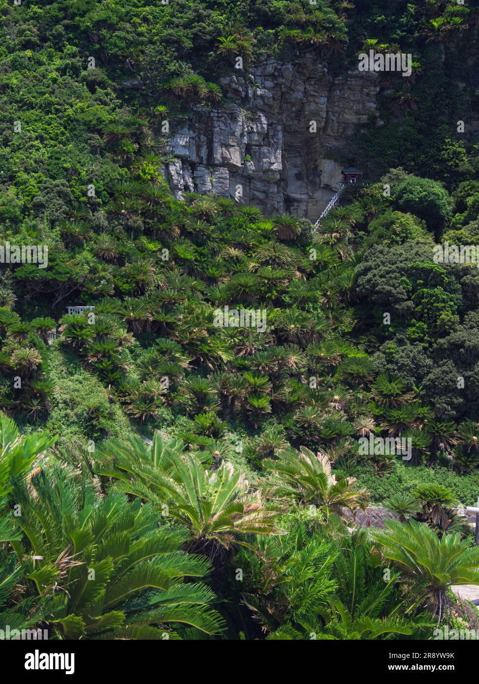 Natürlicher Lebensraum und Misaki-Schrein, Cape Toi Stockfoto