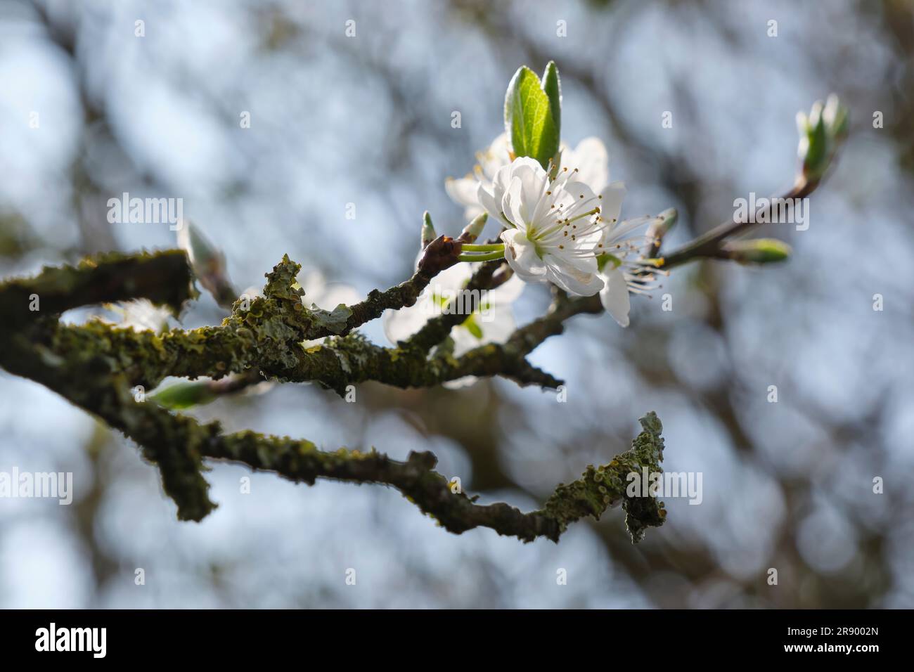 Pflaumenbaum in Blüte. Nahaufnahme von Pflaumenblumen gegen einen blauen Himmel im Frühling. Saisonale Veränderung oder Neuanfang. Stockfoto