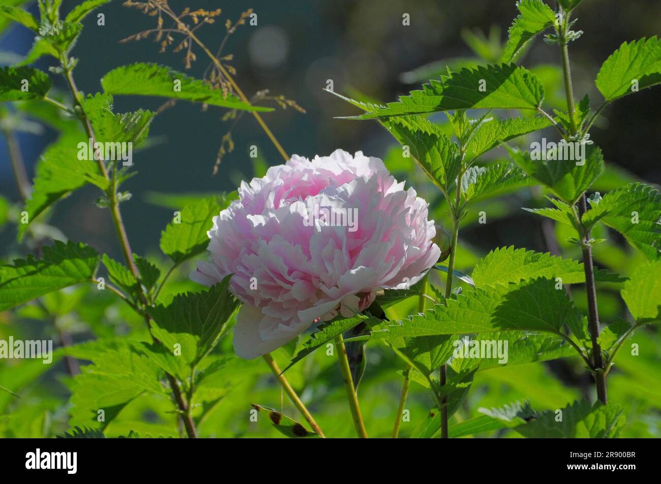 Asiatischer Garten in Muenzesheim, Kraichgau, japanischer Garten, Pfingstrosen mit Brennnesseln Stockfoto