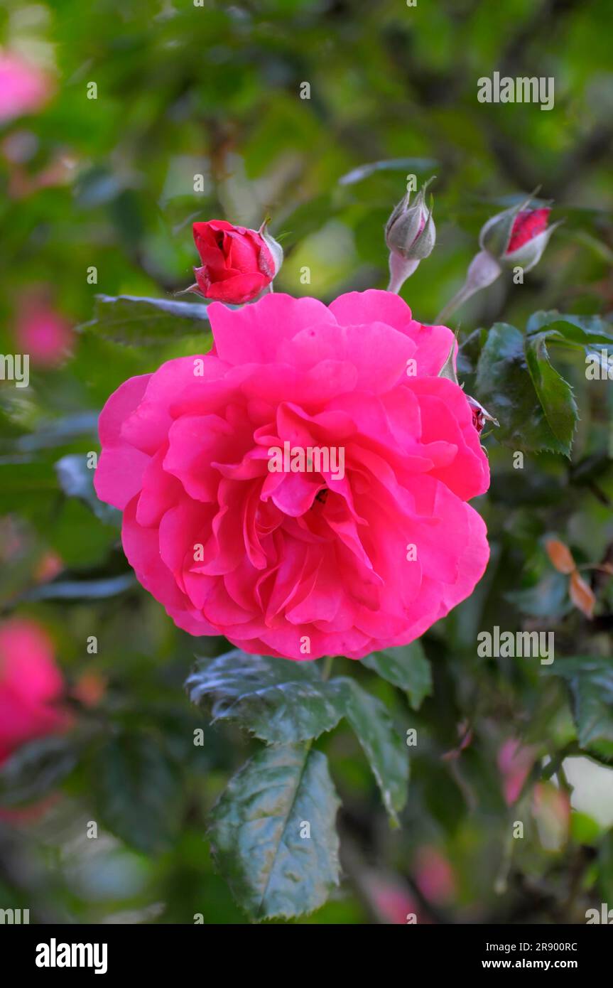 Perennial Rose : Rosa Rose im Garten Stockfoto