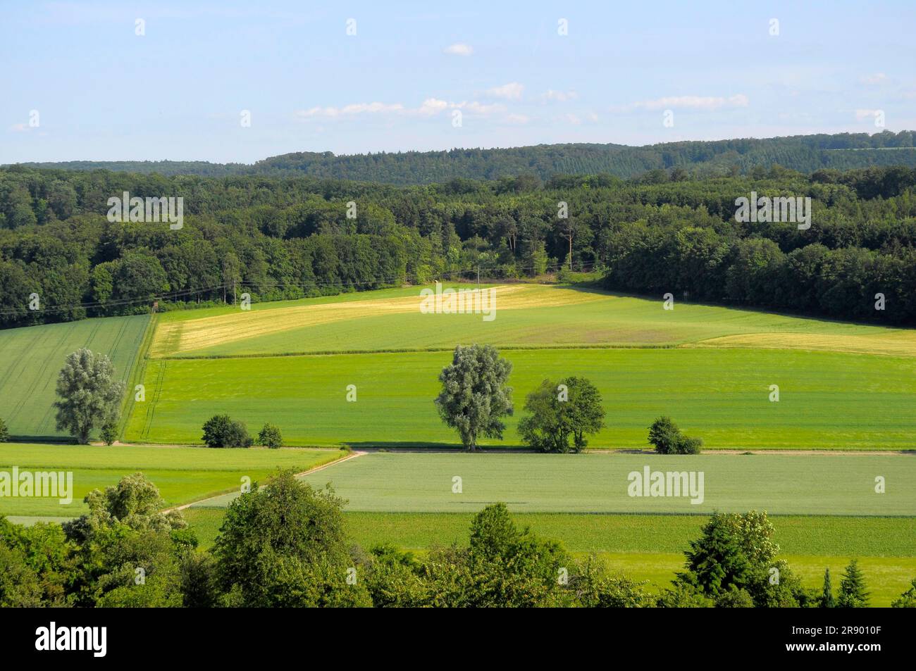 Wald, Felder - Wiesenlandschaft bei Oberderdingen Stockfoto