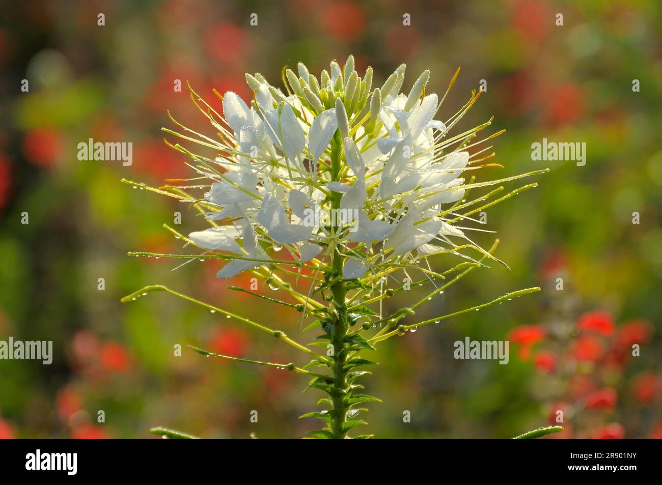 Weiße Spinnenpflanze im Garten Stockfoto