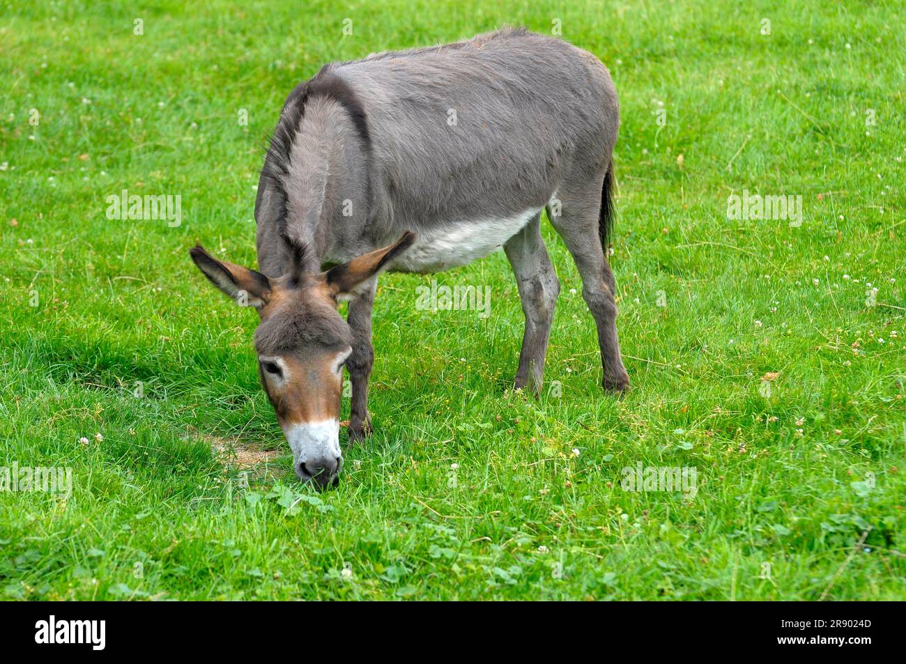 Stuttgart : Killesberg, Esel isst Gras Stockfoto