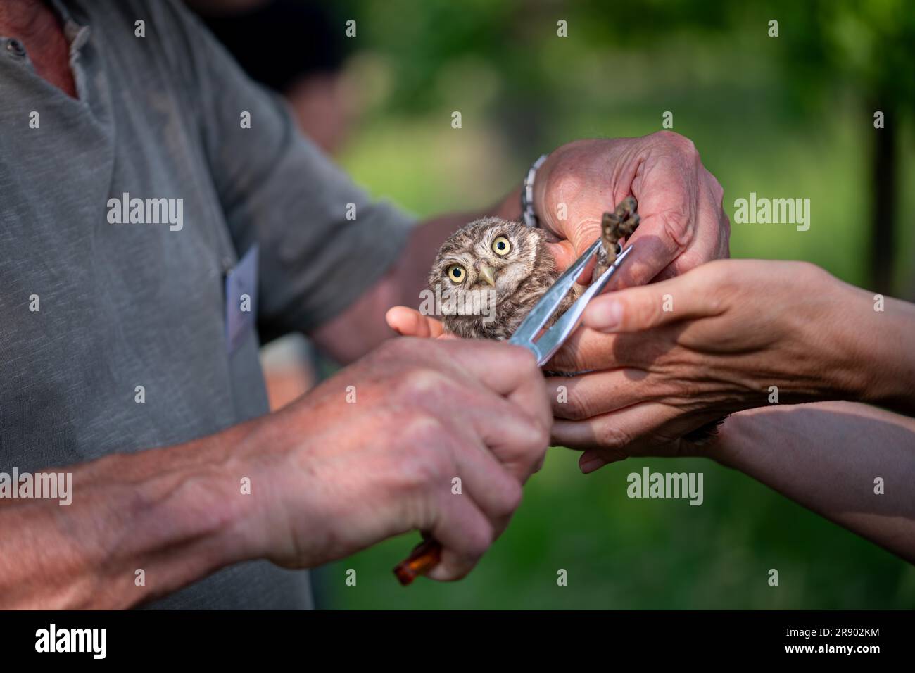 Little Owl (Athene noctua), das Klingeln eines jungen Vogels, Forschung zur Bevölkerungsentwicklung als praktischer Naturschutz, Duelmen, Nord Stockfoto