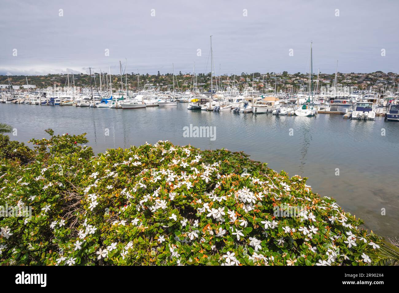 Hafen von San Diego im Shelter Island Shoreline Park. San Diego, Kalifornien, USA. Stockfoto
