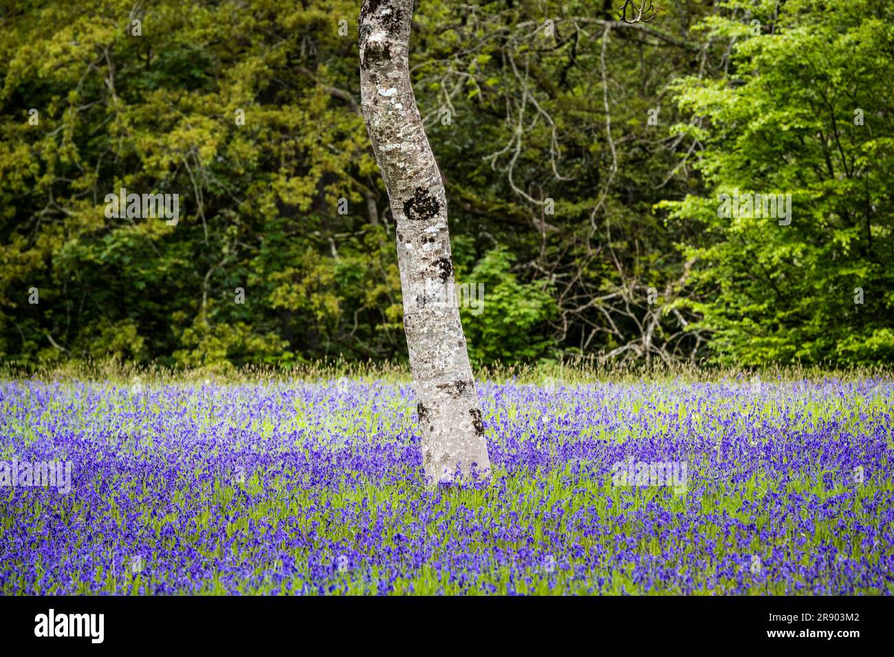 Eine Silberbirne Betula Pendula, die in einem Feld aus Common English Bluebells Hyacinthoides ohne Schriftzug in der ruhigen historischen Parc Lye Gegend in Eny wächst Stockfoto
