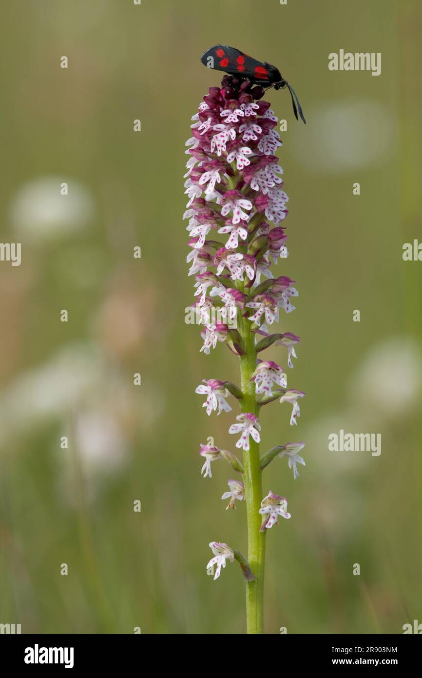 Wilde Orchidee, RAM's-tail Stockfoto