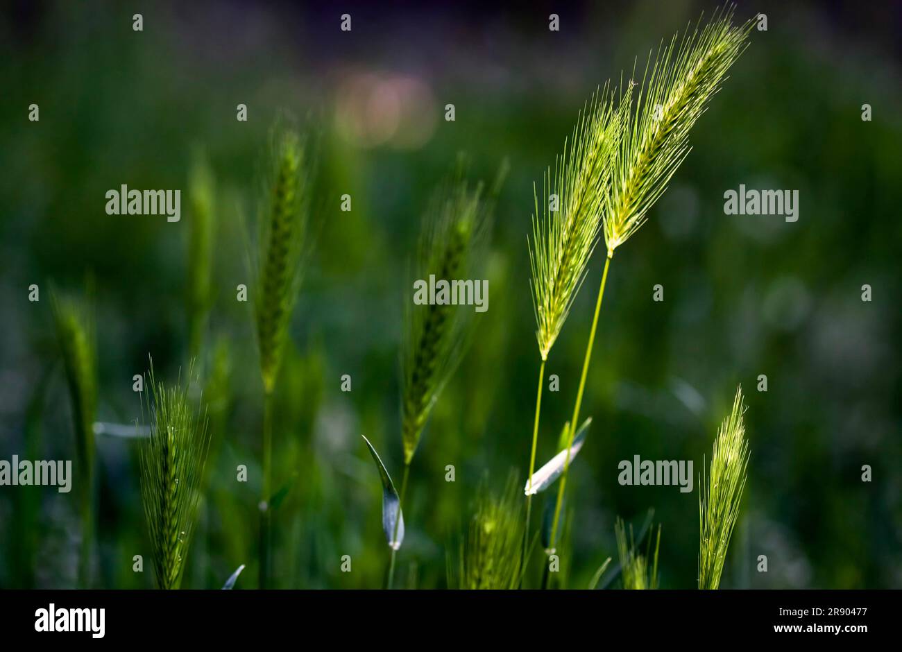 Weizen, der im Frühling wild auf einer Wiese wächst Stockfoto