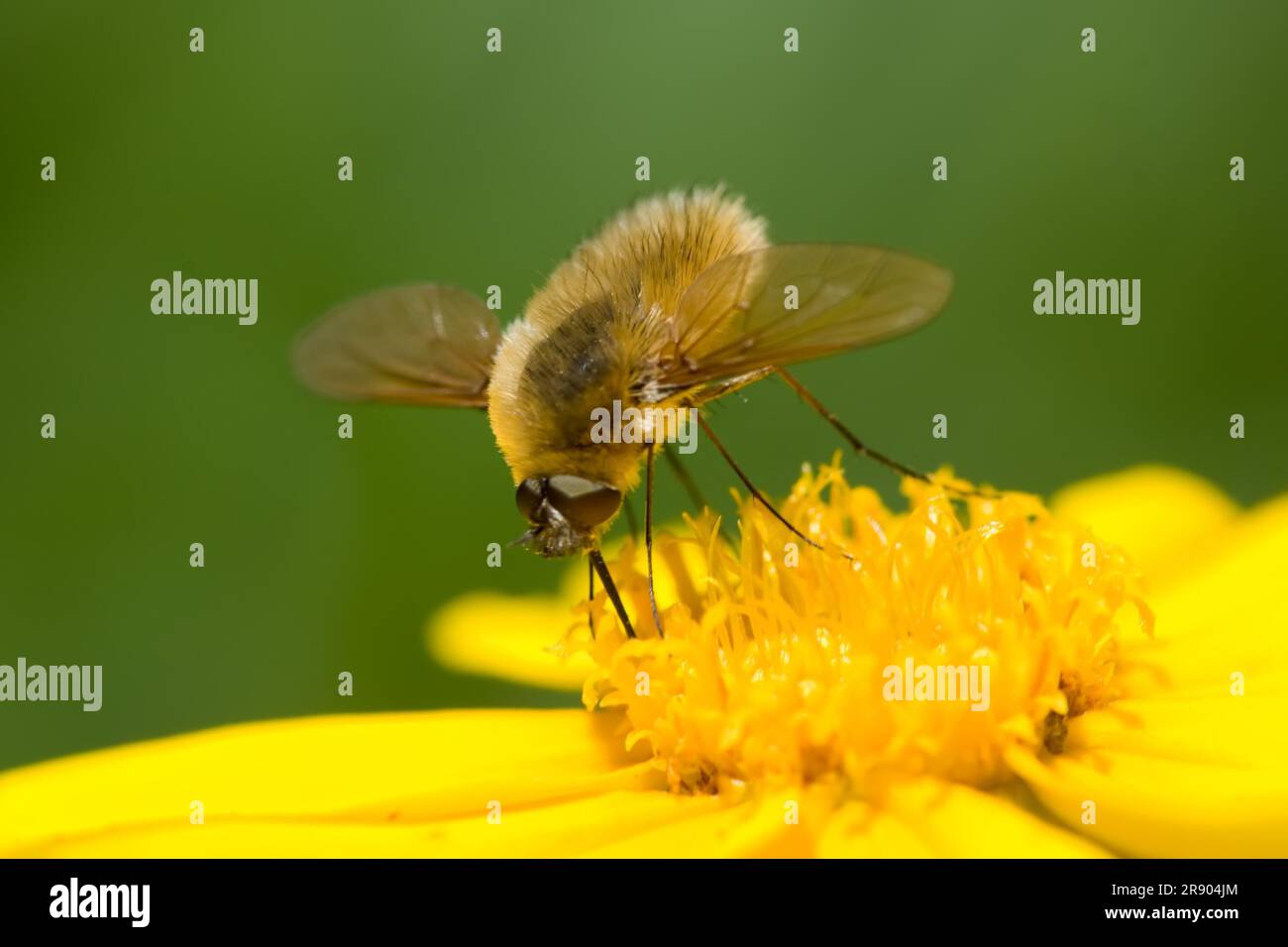 Bee-Fly sammelt Pollen von „Forget Me Not“ (Bombylius Major) Stockfoto