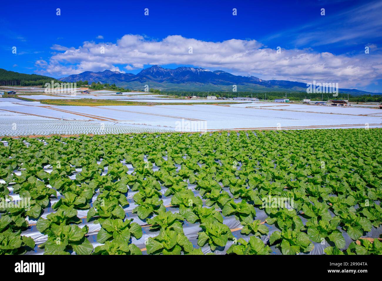 Salatfeld und Yatsugatake Mountains Stockfoto