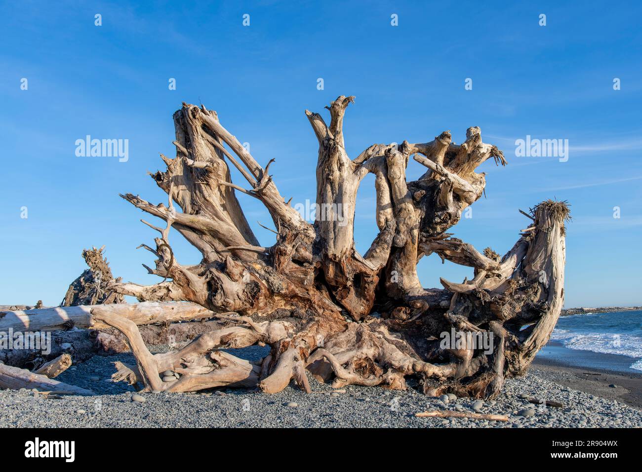 Aus nächster Nähe sehen Sie ein großes Stück Treibholzwurzelstruktur am Rialto Beach an der Küste des Olympic National Park, WA Stockfoto