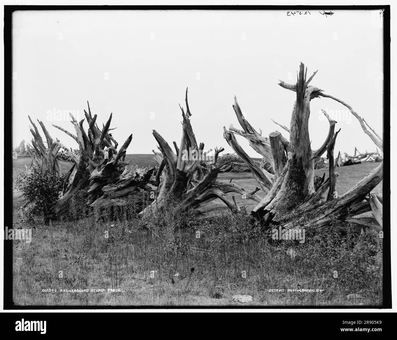 Ein Stumpfzaun aus New England, zwischen 1890 und 1901. Stockfoto