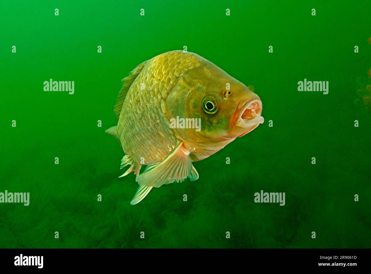 Giebel, Baden-Württemberg (Carassius auratus gibelio), Deutschland Stockfoto