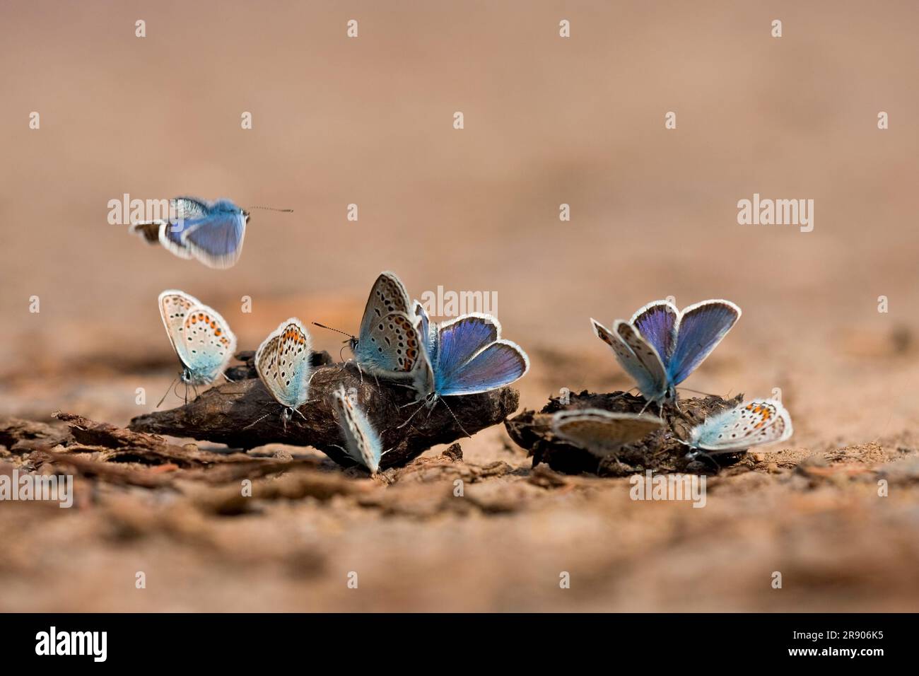 Silberspachtelblau (Plebejus argus), Saugen an Fuchskot, Nordrhein-Westfalen, Deutschland Stockfoto