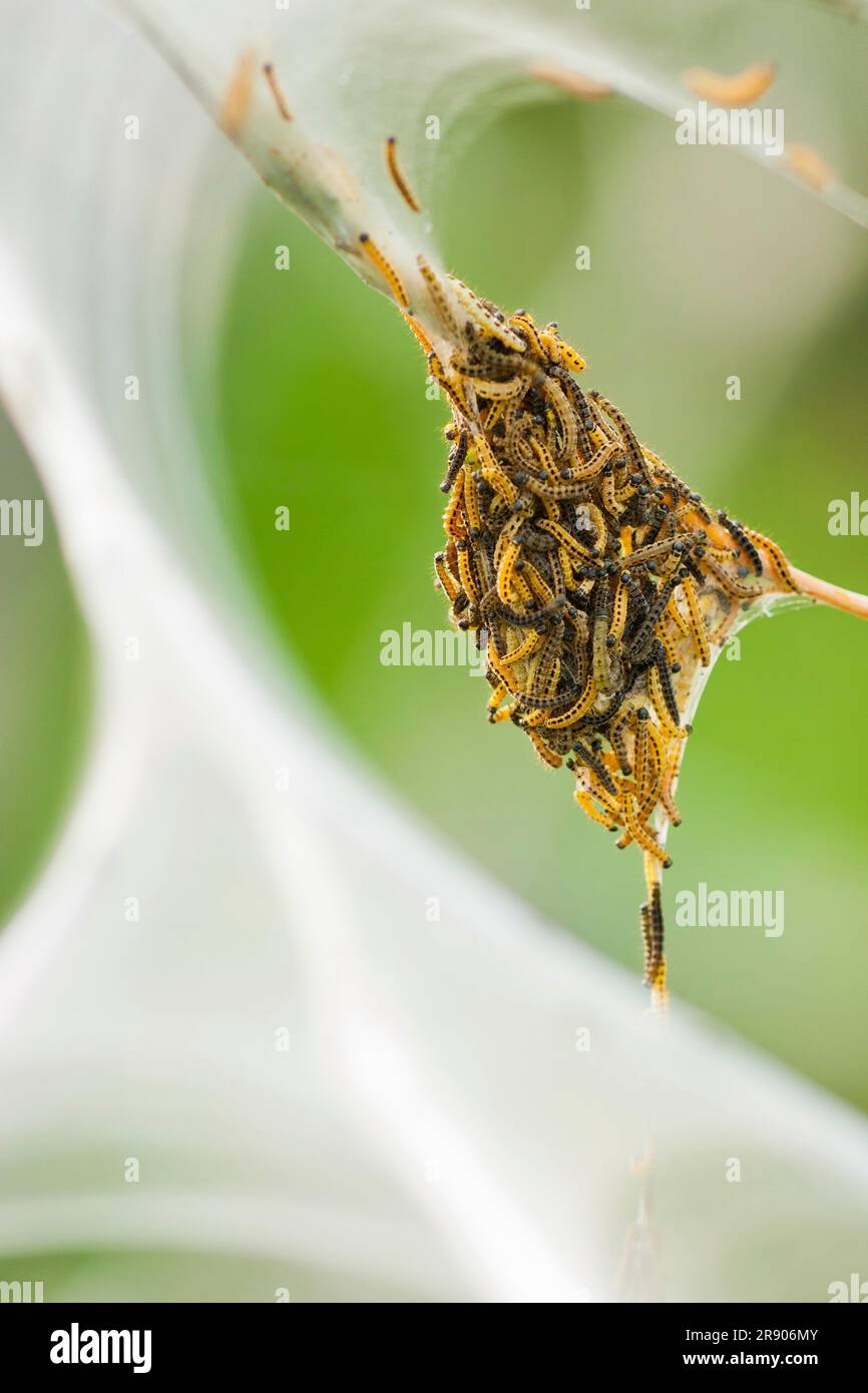 Bird-Cherry Ermine (Yponomeuta evonymella), Nordrhein-Westfalen, Deutschland Stockfoto