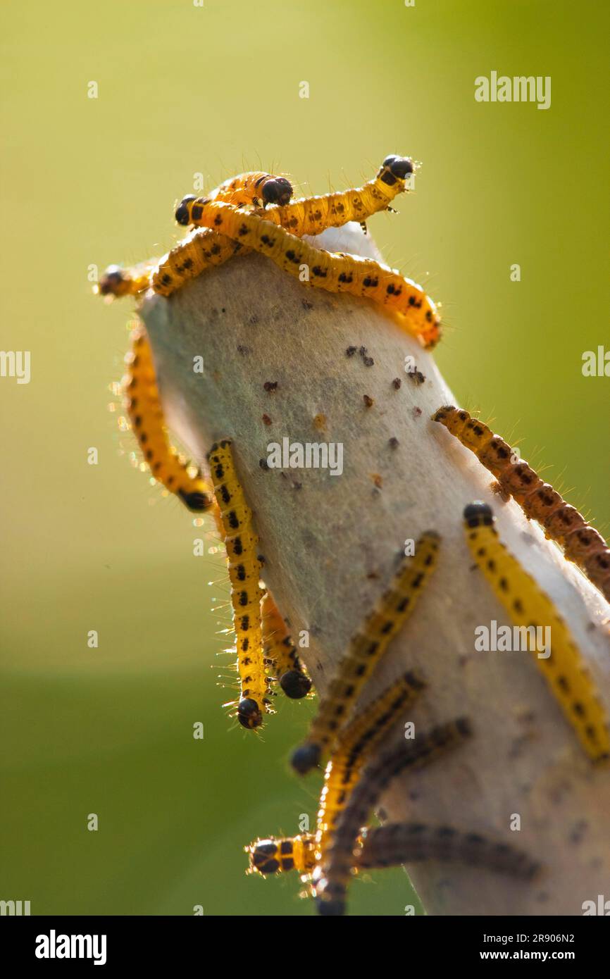 Bird-Cherry Ermine (Yponomeuta evonymella), Nordrhein-Westfalen, Deutschland Stockfoto