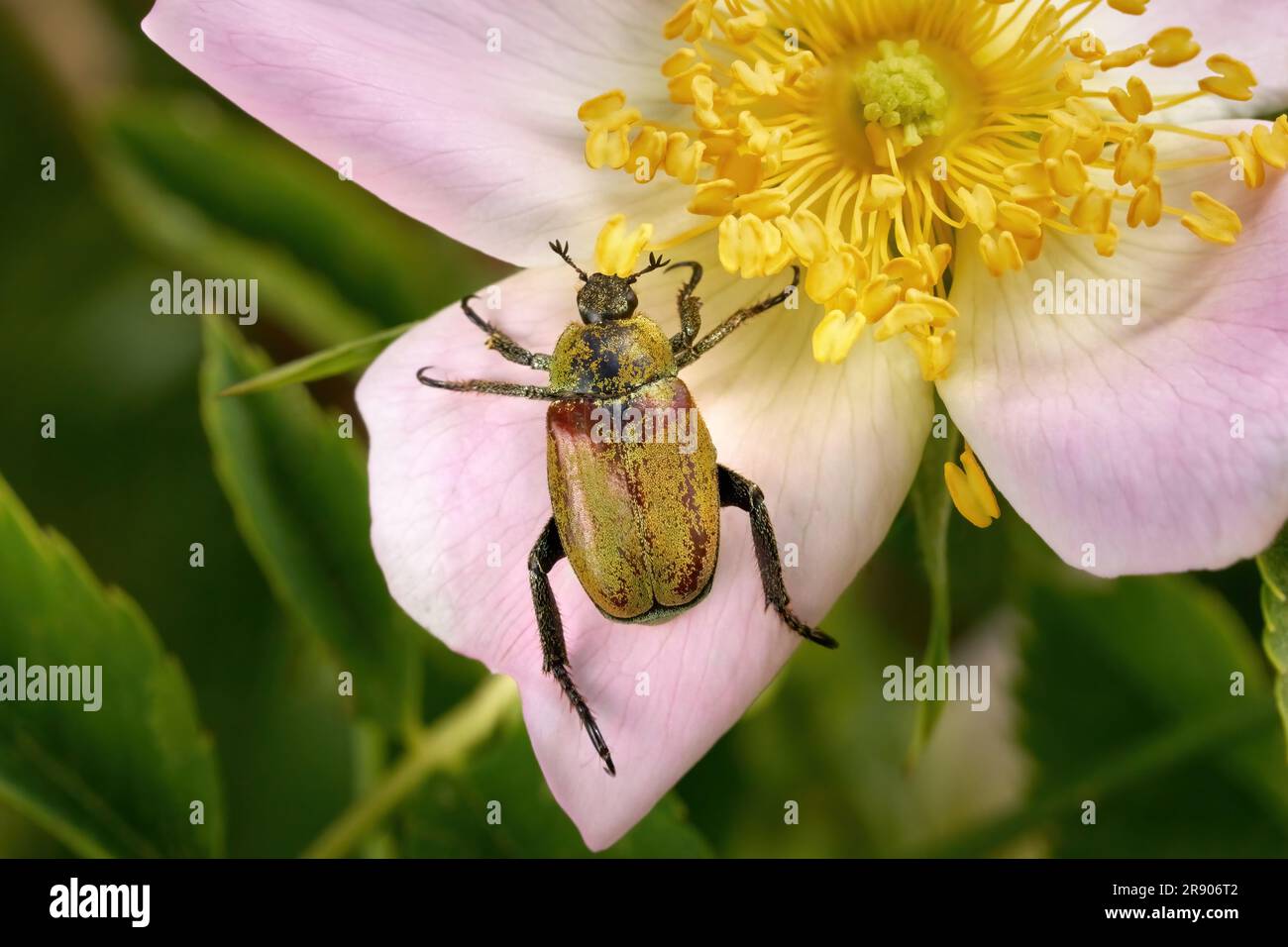 Hoplia argentea-Käfer auf der Blume einer Hunderose (Rosa canina) Stockfoto