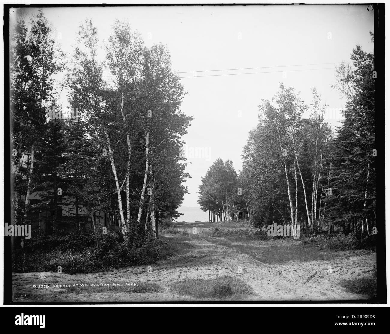 Birches in We-que-ton-sing, Mich., zwischen 1890 und 1901. Stockfoto