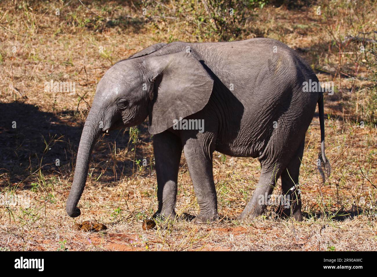 Junger afrikanischer Elefant (Loxodonta africana), Botsuana Stockfoto