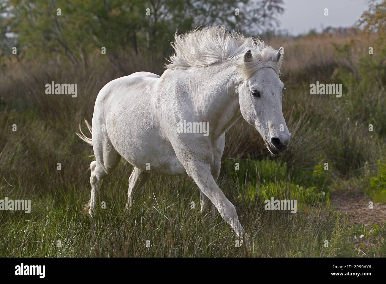 Camargue Horse, Saintes Marie de la Mer im Süden Frankreichs Stockfoto