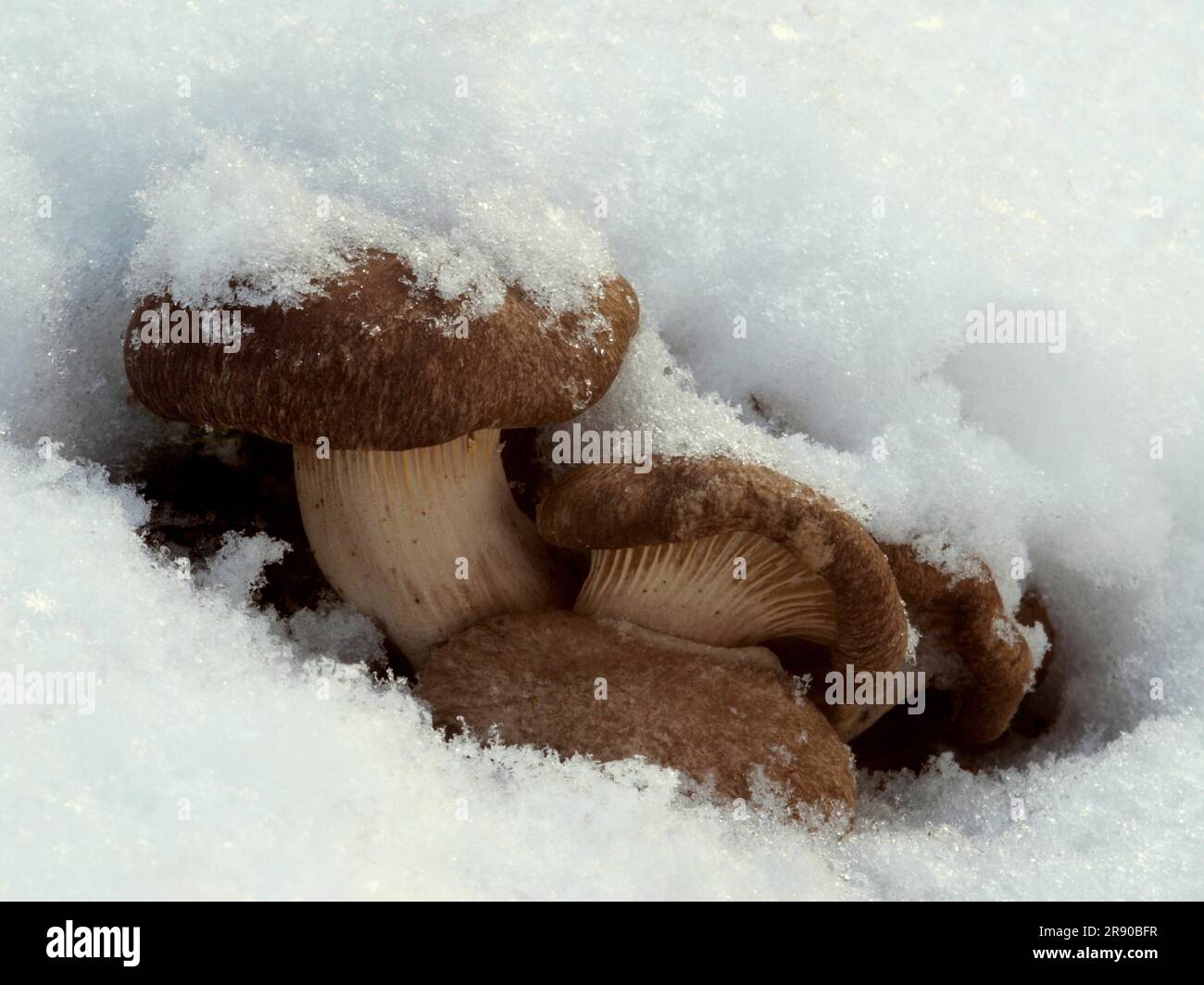 Gebräuchliche Namen sind Austernpilze, Grauausternpilze, Austernregal, Austernauster, Hiratake (Japse). Tamogitake (Japaner) Stockfoto