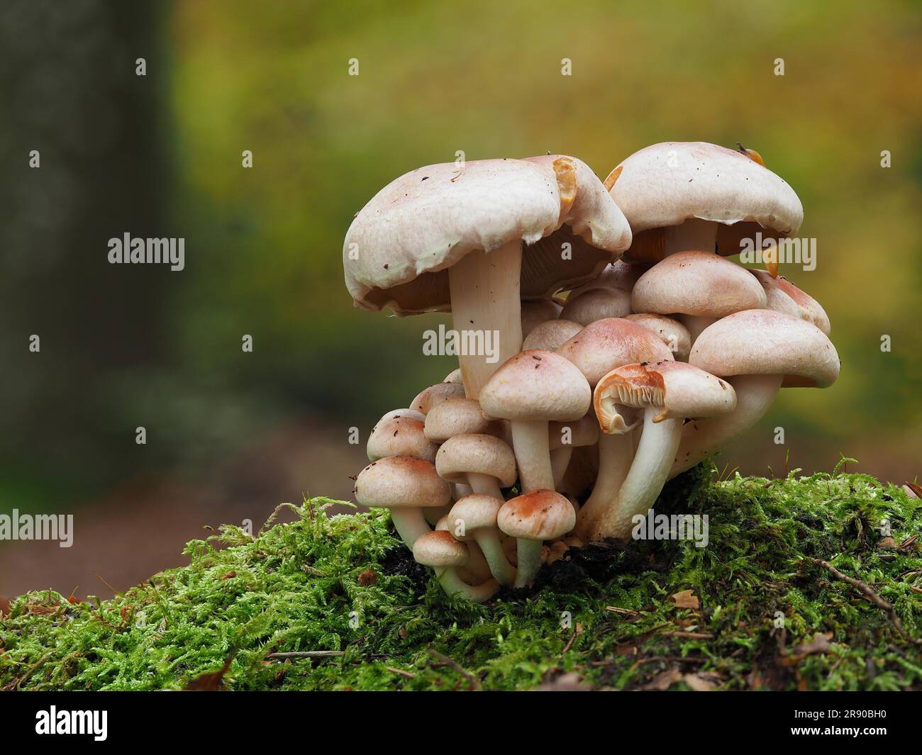 Manchmal auch als Brickmütze (Hypholoma lateritium) bezeichnet, ist seltener und weniger bekannt als seine Verwandten, der ungenießbare und giftige Schwefeltuft Stockfoto