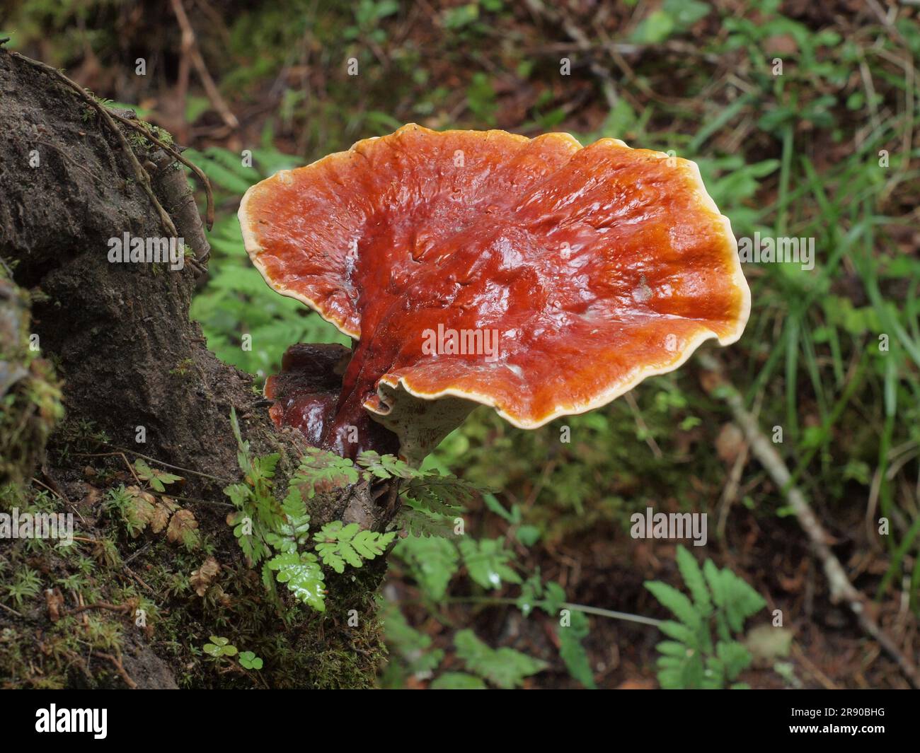 Red Reishi (Ganoderma lucidum), allgemein als Ling Zhi auf Chinesisch bekannt, ist ein Kräuterpilz, der bekanntermaßen wunderbare gesundheitliche Vorteile hat Stockfoto