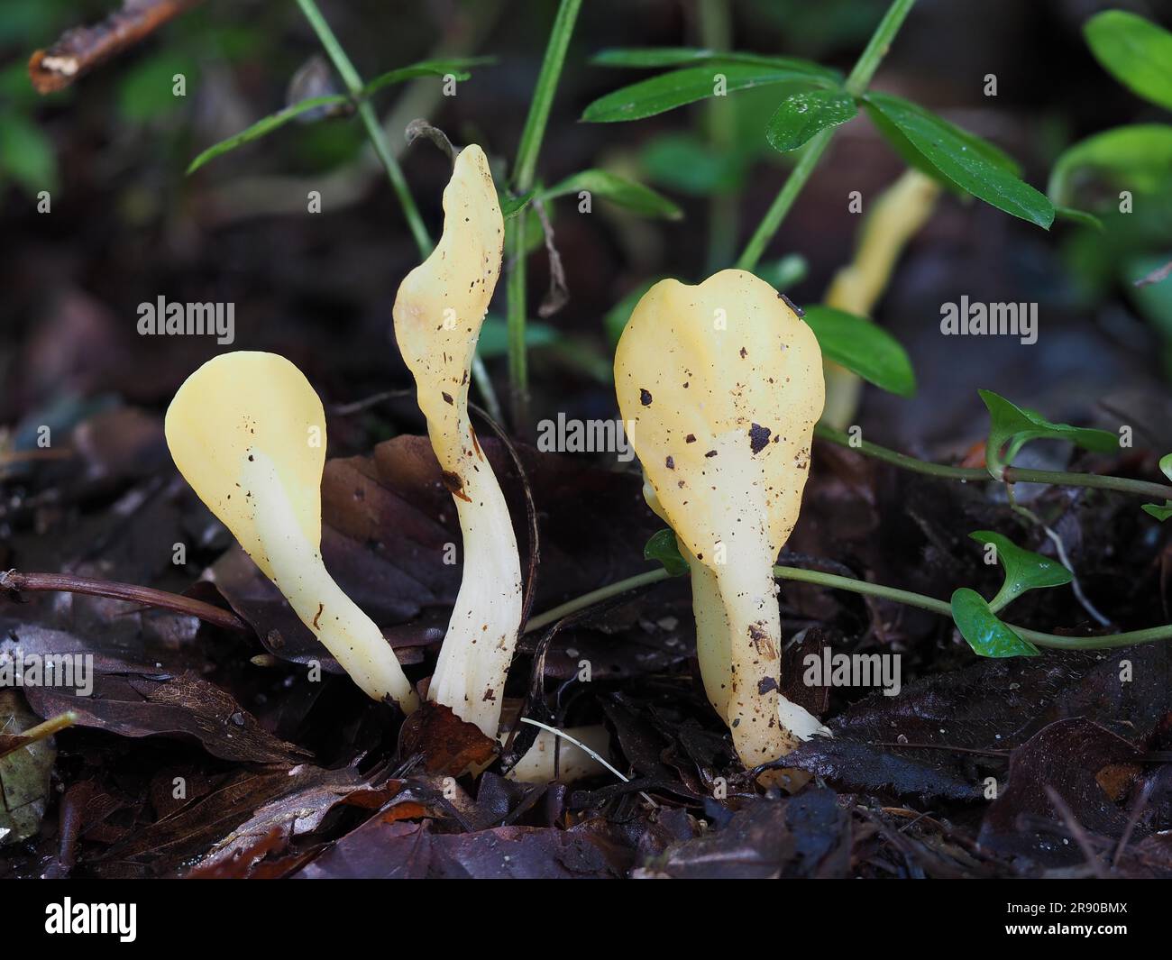 Allgemein bekannt als Gelbe Erdzunge (Spathularia flavida), gelber Fächer oder Feenfächer ist ein Ascomyzetentpilz, der im Nadelbein zu finden ist Stockfoto