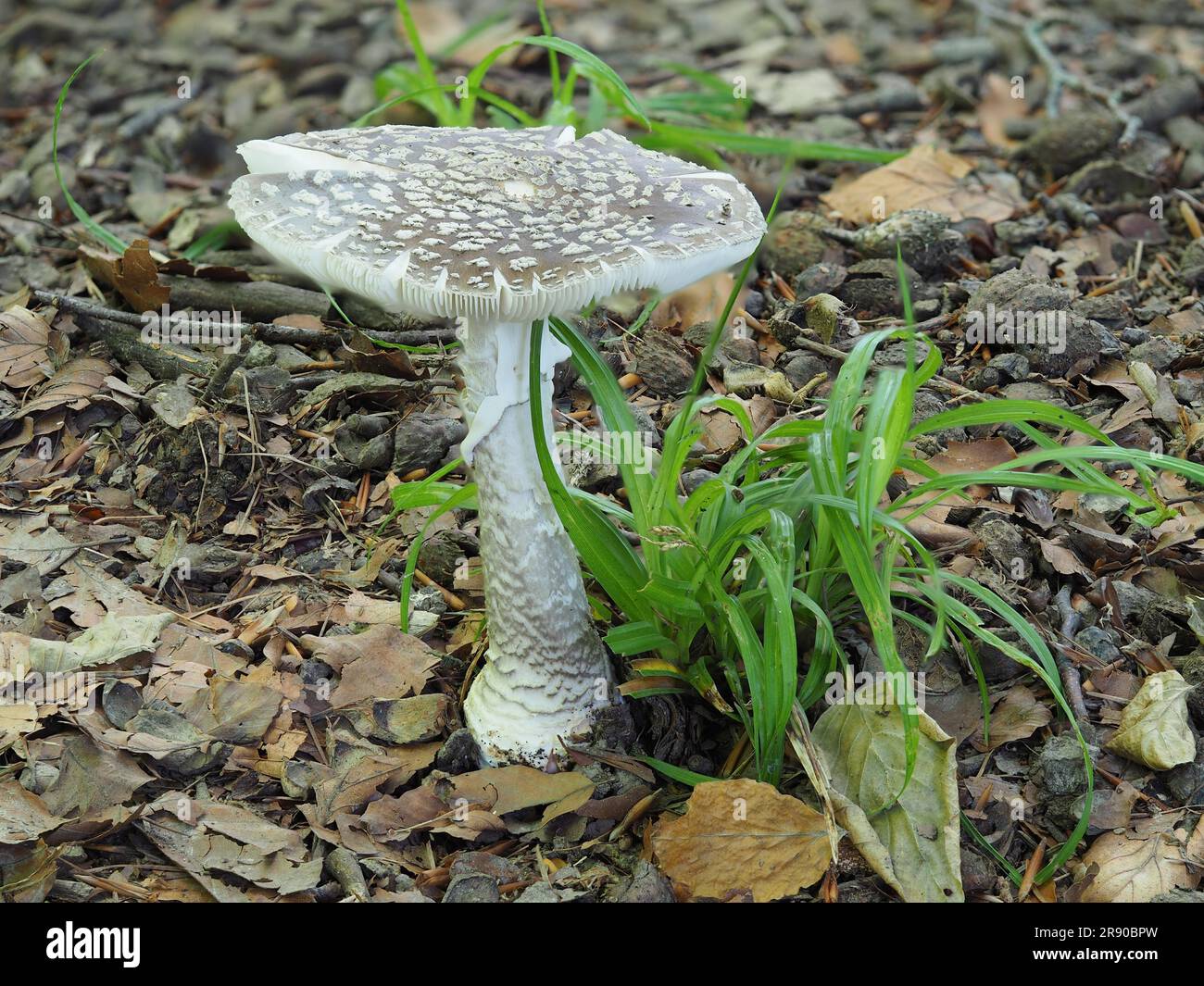 Amanita excelsa Fotos und Bildmaterial in hoher Auflösung Alamy